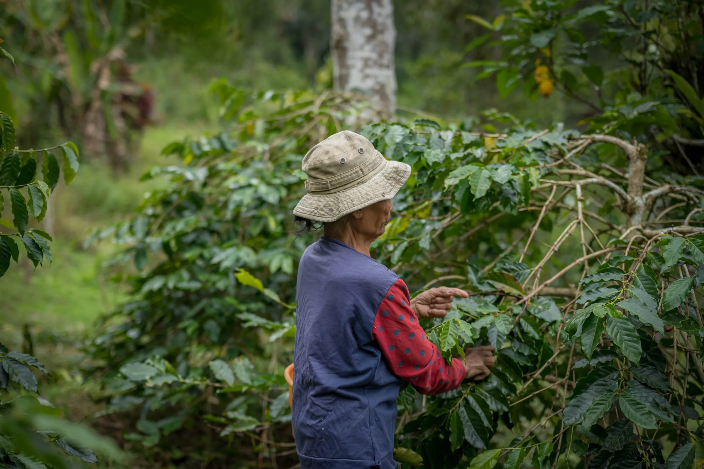 Ibu Ketut picking cherries from a coffee tree